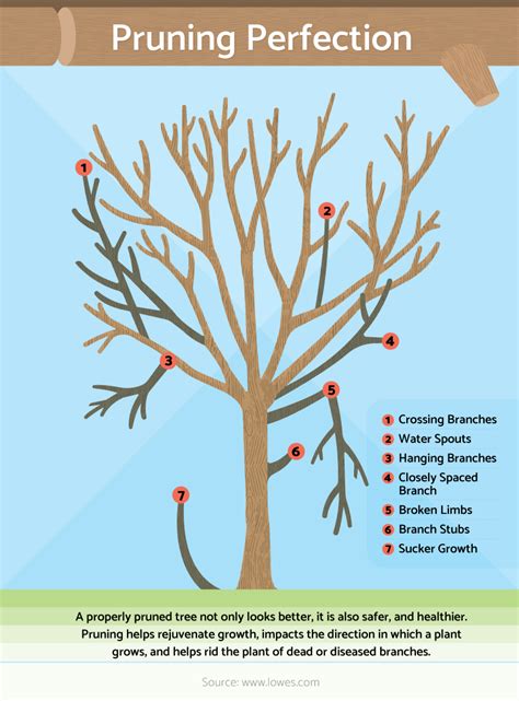 When to prune trees. Things To Know About When to prune trees. 